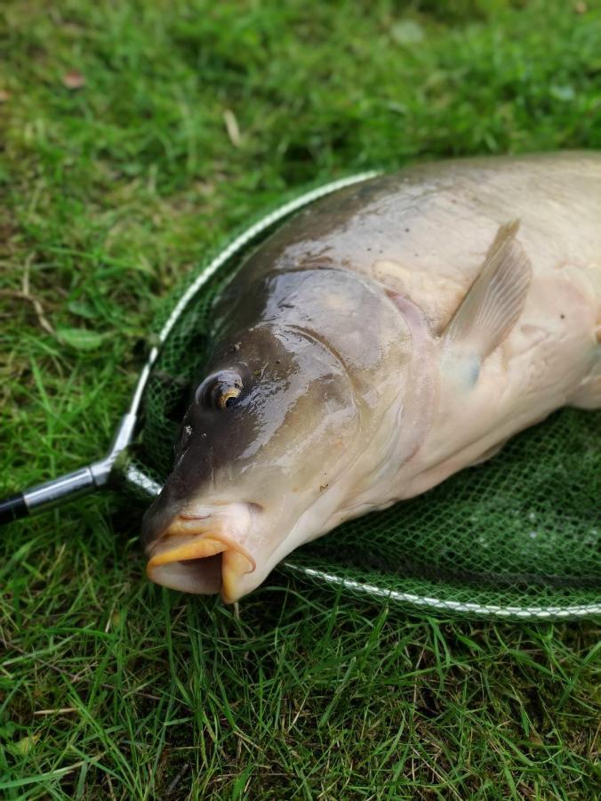Deux Etangs Poissonneux Au Milieu Des Bois Avec Gite Moderne, La Halte Des Deux Lacs Rosée Exterior photo